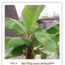 몽키바나나 이미지