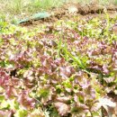 허브와야채 이미지