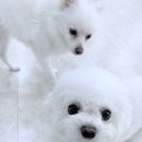 댕댕가르텐 강아지애견유치원호텔 | 부산애견호텔 강아지유치원 댕댕가르텐 연산점