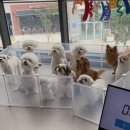 모여라댕댕이 이미지