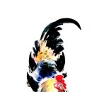 문인화(19)-구암 황영배 닭그림전-오덕도五德圖 이미지