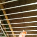 카나리아 이미지