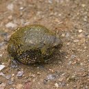 개구리네 이미지