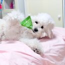 프라임병원 | 부천 동물병원 추천 소사 프라임 동물병원 감기 진료 후기(대기/비용/친절)