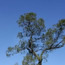 서산 해미읍성 회화나무: 역사와 아름다움 이미지