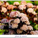 국수나무 이미지