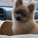 퍼니펫 동물병원 이미지