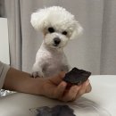 네이월 펫푸드 | 네이월 수제간식 한우우피껌/오리목뼈/뼈닭발껌 내돈내산 후기와 효능