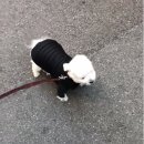 참교육 이미지