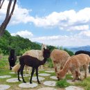 홍천 레인보우 이미지