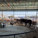 BK승마랜드 이미지