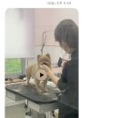 루루독 이미지