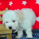 계룡애견 이미지