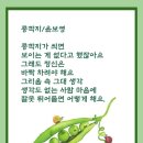 콩깍지 이미지