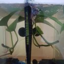 베타봉봉 이미지