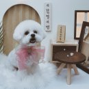 룰루 애견미용샵 이미지