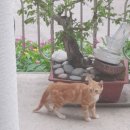 다라니펜션 이미지