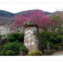 매화랜드 이미지