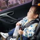 휴대용카시트.. 살까말까?? 내돈내산 다이치 이지캐리2 휴대용카시트 사용후기