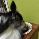 찹찹 펫푸드 이미지