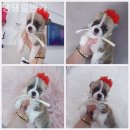 댕댕 일번가 이미지