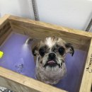 꼬몽그루밍 이미지