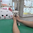 금호동물병원 | 광주풍암지구강아지분양 금호지구고양이분양 펫왕국 애견샵