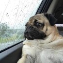 우리팀 넷이나 있음 이미지