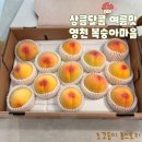 신재 | 영천복숭아 복숭아마을 후기 대구 근교 산지직송 추천