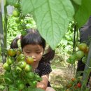 토마토수확 자연생태어린이 체험 이미지