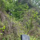 효자도2 이미지