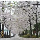 안산길 이미지