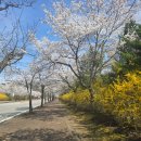 건국대학교(글로컬) | 🌸 충주 건국대학교 벚꽃 명소 실시간 후기 + 벚꽃축제 정보 (개나리까지 완벽)