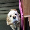 PETPLUS Daum카페
