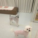 사랑스럽댕 네이버블로그