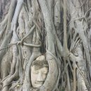부처님은 나무 뿌리 속에서 천 년의 인내를 보내며 무엇을 기다리고 계십니까? 태국 아유타야 왓 마하타에서 이미지