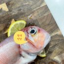 푸른별마켓