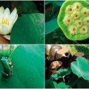 연꽃향기 이미지