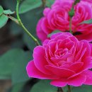 장미화원 이미지