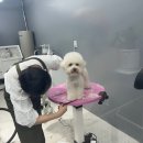 유지네 애견미용샵 이미지