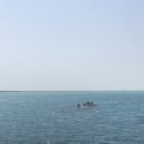 화이트돌핀 이미지