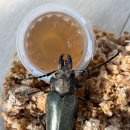 하늘소농장 이미지