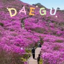 대구대학교 서문 | 대구 비슬산 참꽃축제 문화제 진달래 후기 실시간 셔틀버스 등산코스