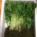 빛고을농장 이미지