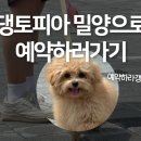 댕토피아 이미지