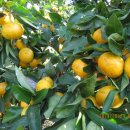 이슬농장 이미지