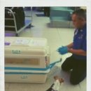 세인트루이스 애견 이미지