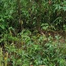 맥타가트 농장 이미지