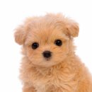 엔젤독스애견 | 울산애견분양 5시간동안 로컬로 다녀본 찐 내돈내분양