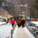 자작나무숲정상 이미지